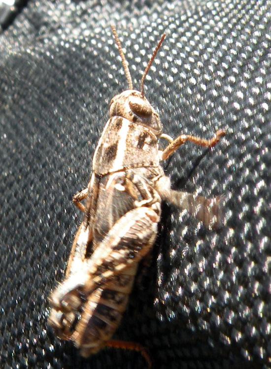 Orthoptera del Gran Sasso